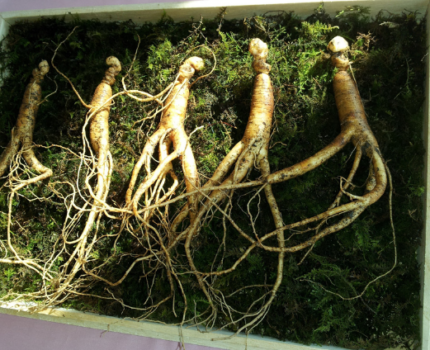 Żeń-szeń jako doskonały środek na układ nerwowy