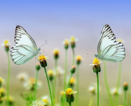 Jak zredukować proces starzenia dzięki technologiom bioinformacyjnym?