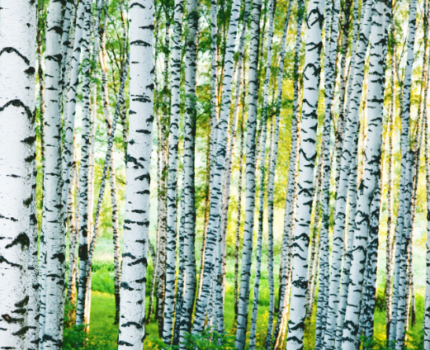 Brzoza na poprawę zdrowia i kondycji