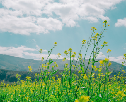 Wzmocnij swój organizm