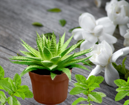 Naturalne kosmetyki z doniczki